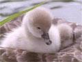Black swan with cygnets