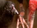 Video: Pūkeko family