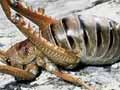 Wētāpunga (giant wētā)