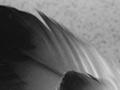 Albatross feathers