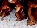 Undaria reproductive parts 