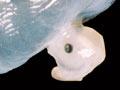 Phantom anglerfish