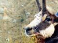Hunting chamois