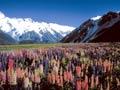 The impact of lupins