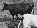 Mixed farming