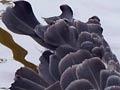 Wetland game birds: black swan 