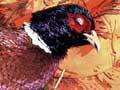 Dead cock pheasant