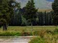 Pohangina wetlands