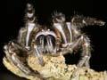 Tunnel-web spider