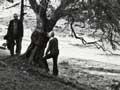 Manuel José’s olive tree