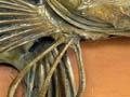 Gurnard