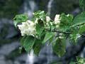 Mountain lacebark 