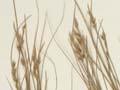 Carex