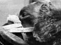 Lassie the bird dog