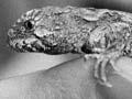 Tuatara 