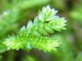 African club moss