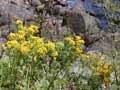 Ragwort