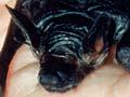 Baby short-tailed bat