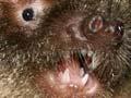 Kāpiti Island bat