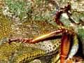 Tuatara eating a wētā