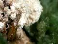 Lethal fungus