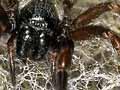Common house spider