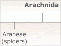 Classification of spiders and their relatives