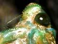Adult emerging