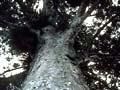 Giant kauri