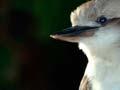 Kookaburra