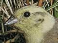 Yellowhammer