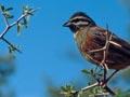 Cirl bunting