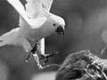 Chico the cockatoo