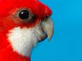 Eastern rosella
