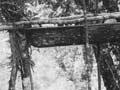 Waka kererū