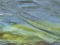 Pounamu, Arahura River (1st of 2)