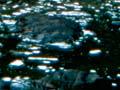 River flowing through bush