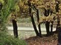 Autumn, Macetown, Central Otago 