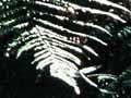 North Island conifer-broadleaf forest
