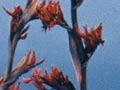 New Zealand flax 