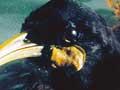 Hunted to extinction 
