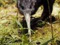 North Island brown kiwi