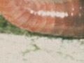 Land snail (<em>Wainuia urnula</em>) eating an earthworm