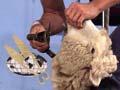 Champion shearer