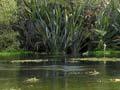Hamurana Springs, 2007