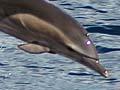 Short-beaked common dolphins