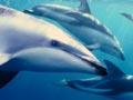 Pod of dusky dolphins