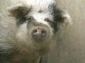 Video: Auckland Island pigs, 2008