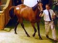 National yearling sales
