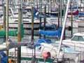 Westhaven marina